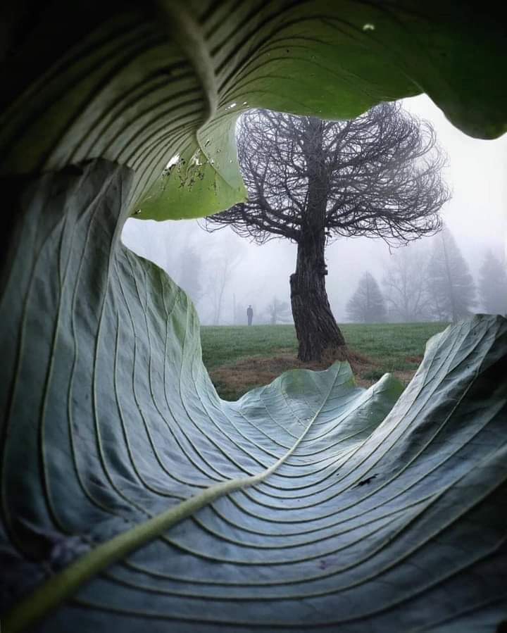 face of nature