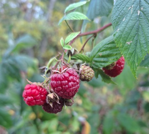 Fruit, Produce, Fruit_tree