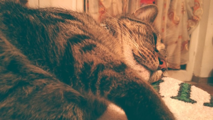 cats