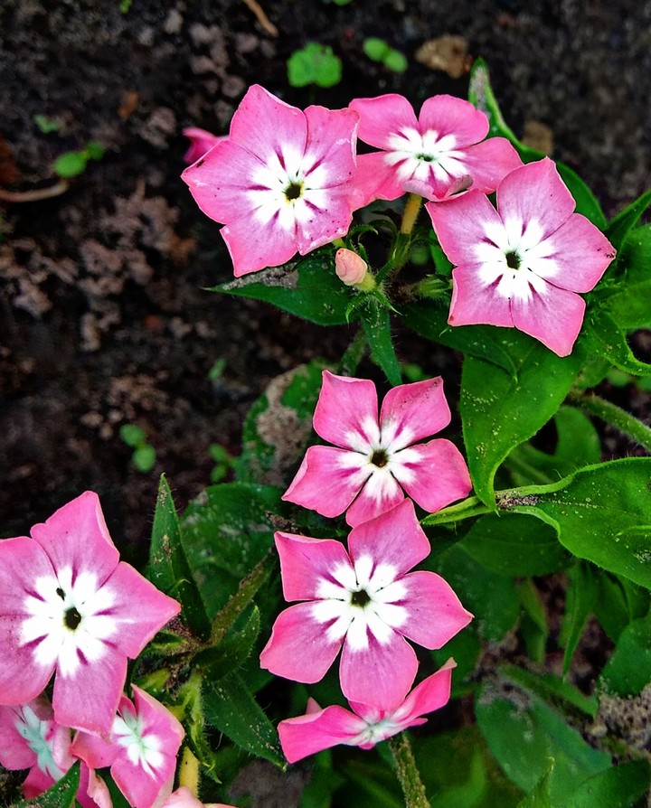 phlox