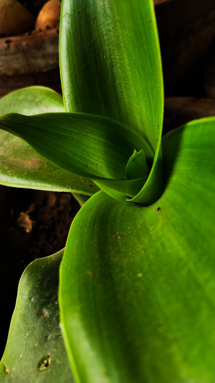 green flower