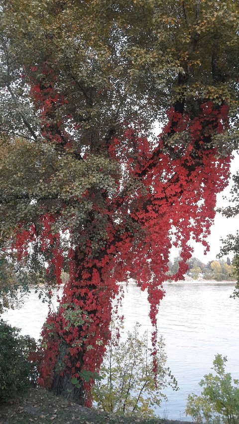 beautiful tree