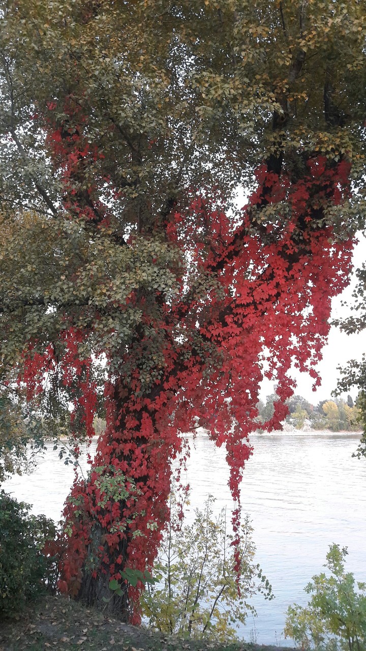 beautiful tree