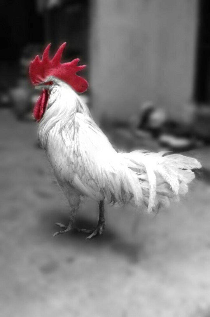 good morning  cock