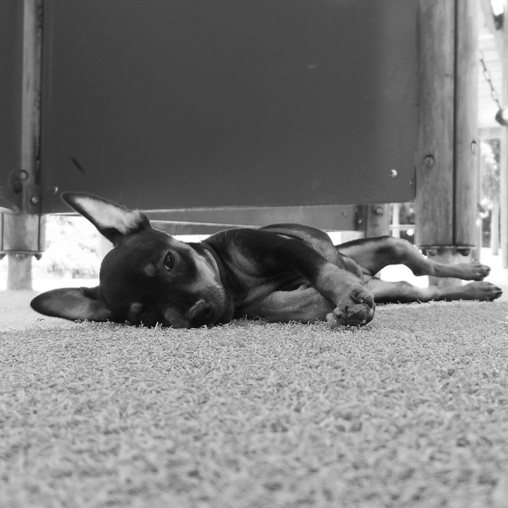 puppy