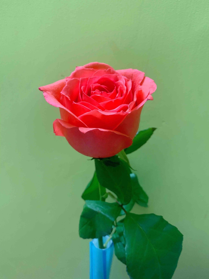 rose vivid