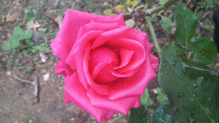 rose