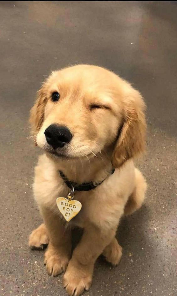 Cute Puppy