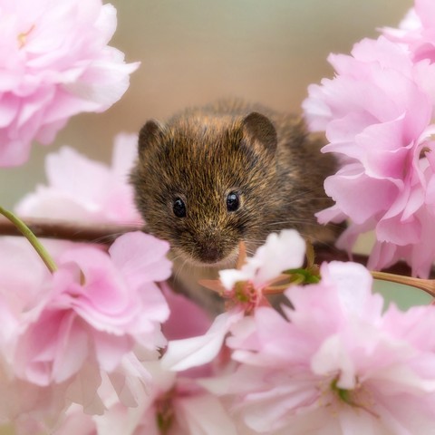 dormouse, pink वॉलपेपर