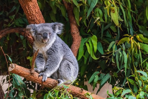 sfondi koala, snout