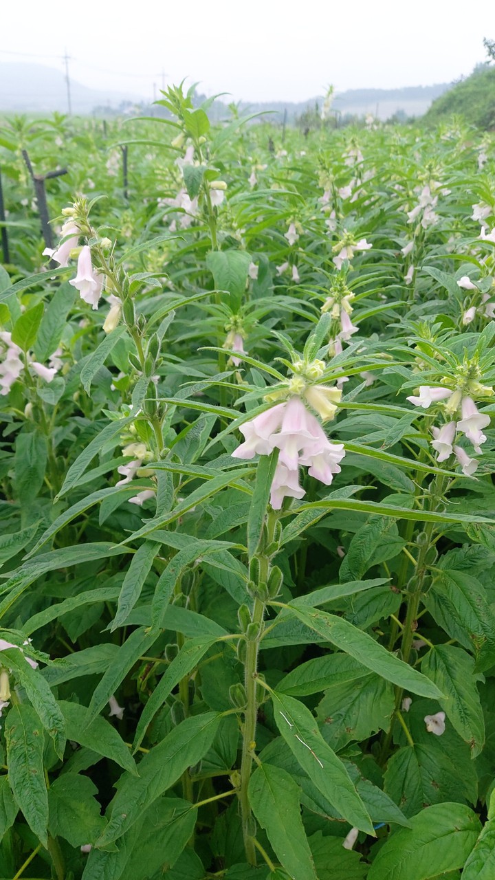 참깨꽃
