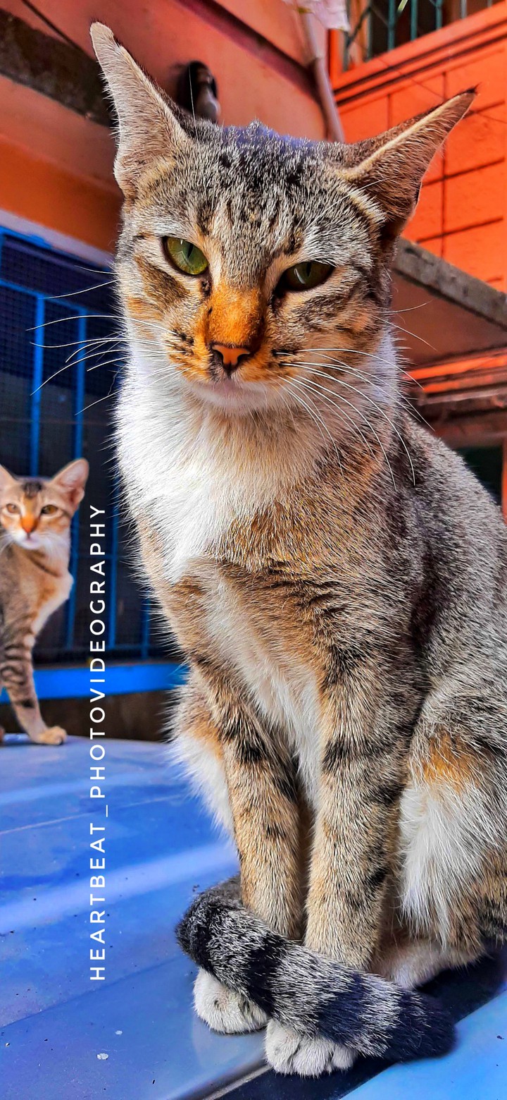 #Cat