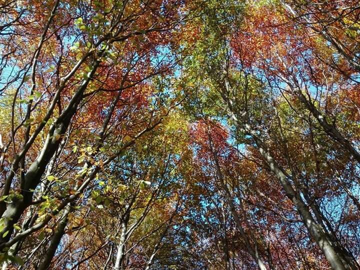 Schönheit des Herbstes