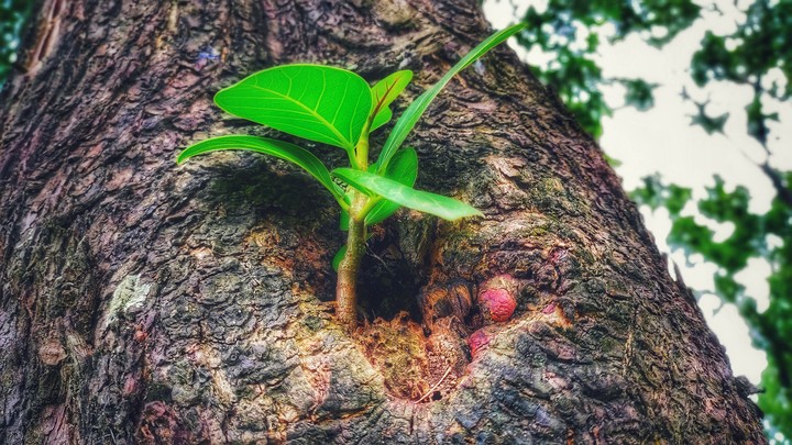 Parasite Tree Bud