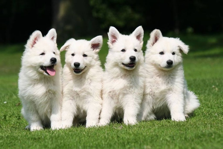 my dogs