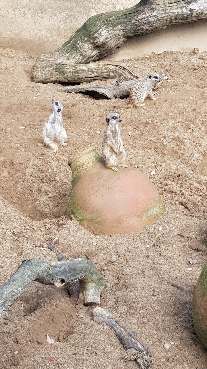 Erdmännchen