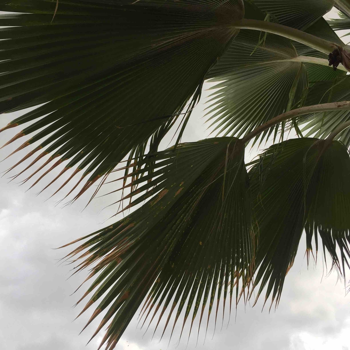 Palm tree