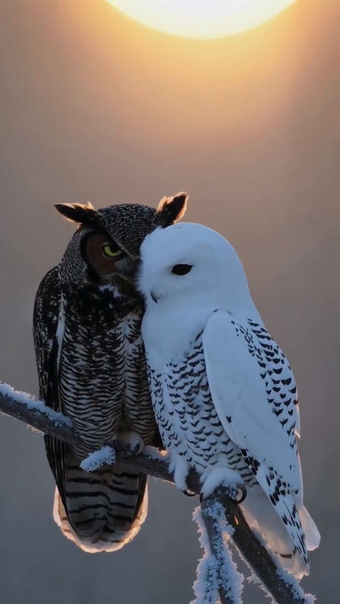 Birds