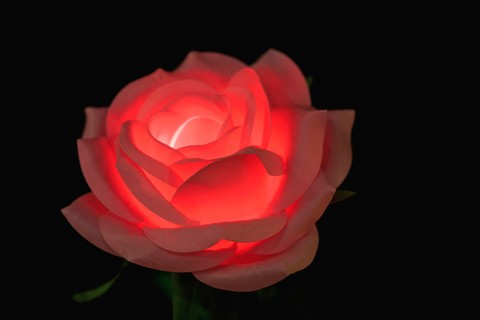 Lighting rose