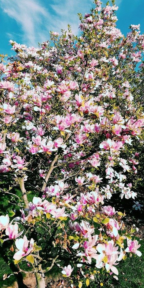 Magnolia flowers