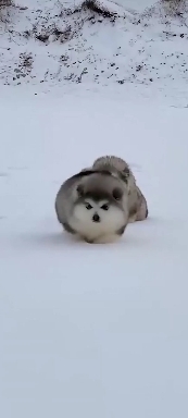 Baby Malamute