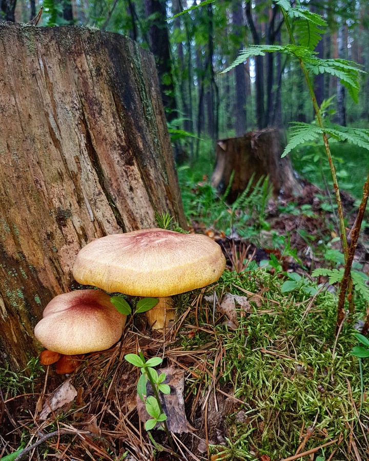 Mushrooms