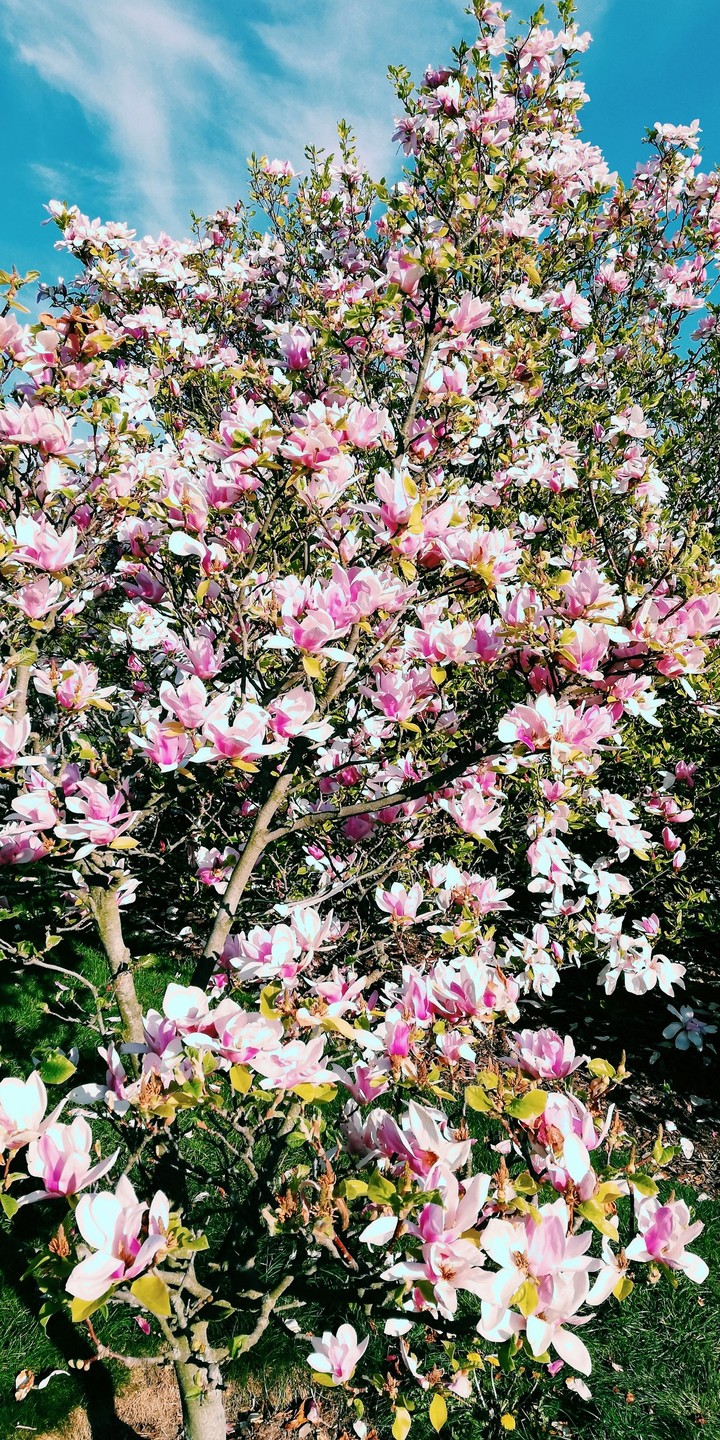 Magnolia flowers
