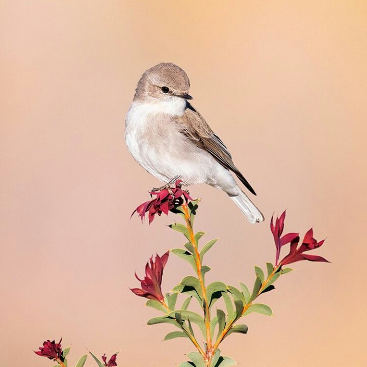 oiseaux et fleurs⭐⭐⭐