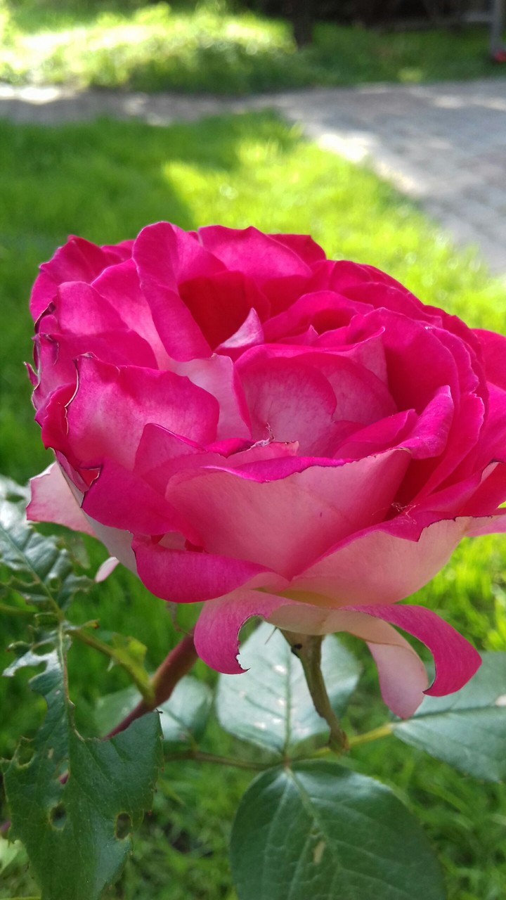 so beautiful rose