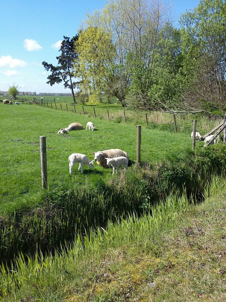 sheep & lambs