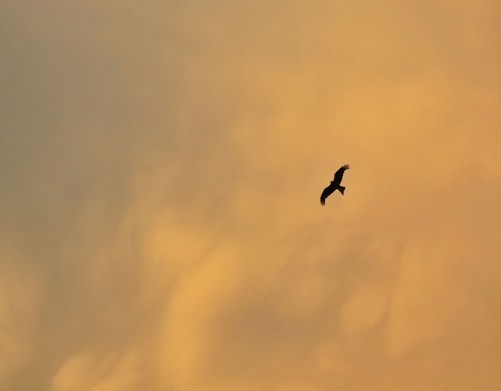 Eagle