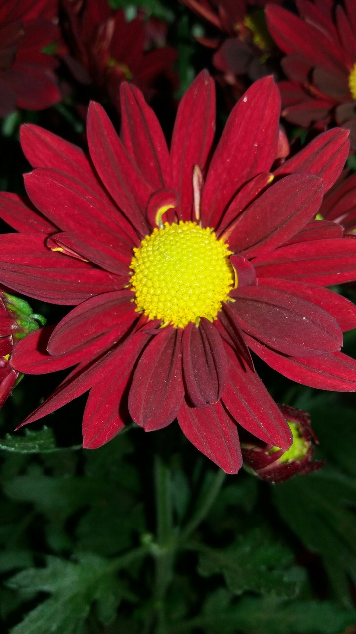 flor