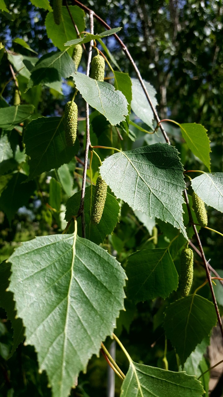 Leaves of birch