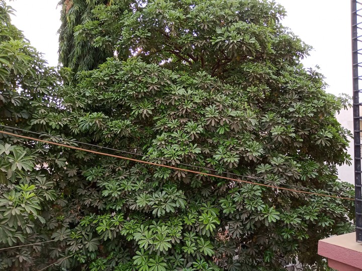 trees