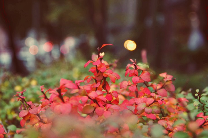 red leaves