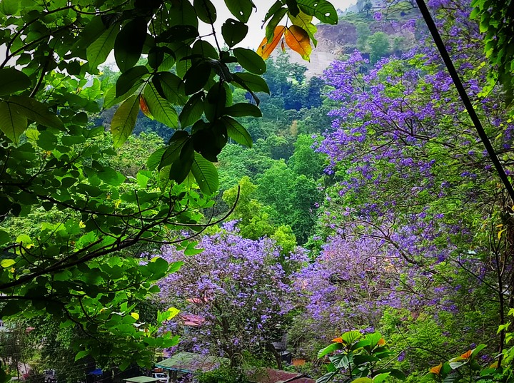 Sikkim Nature