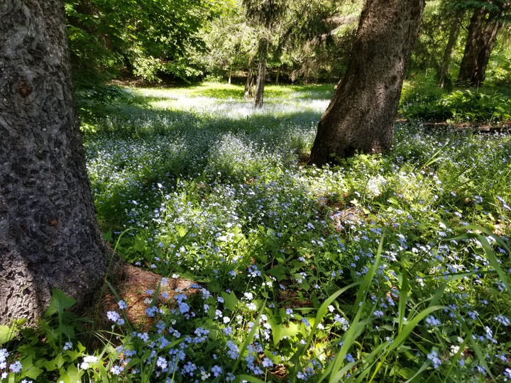 sunshine forest