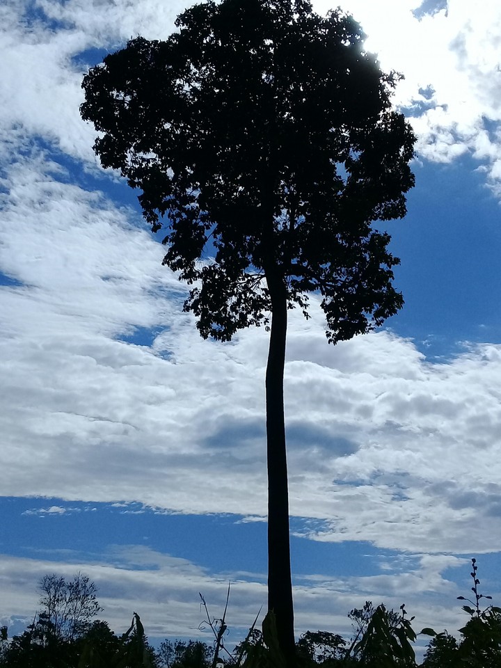 castanheira