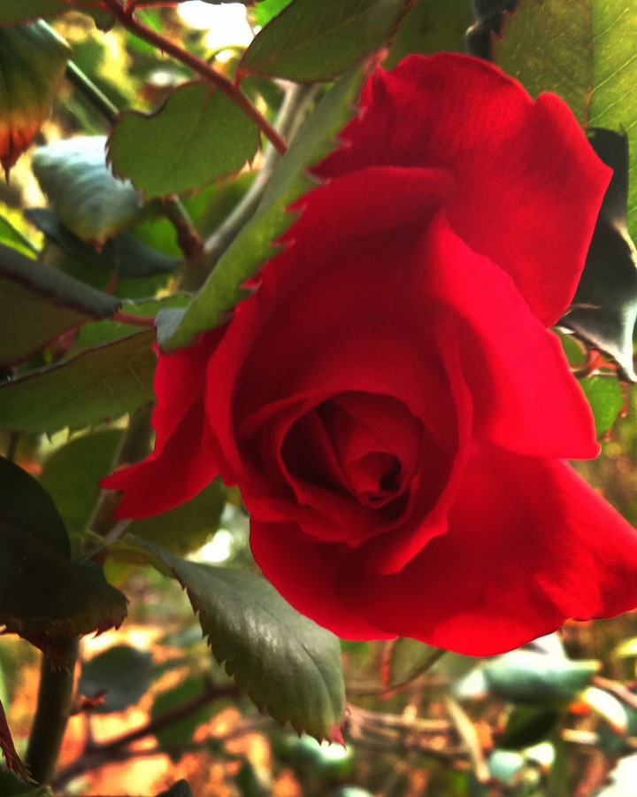 Red flower