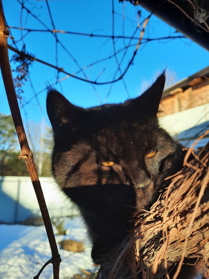 коты