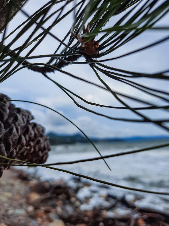 pine trees by the sea