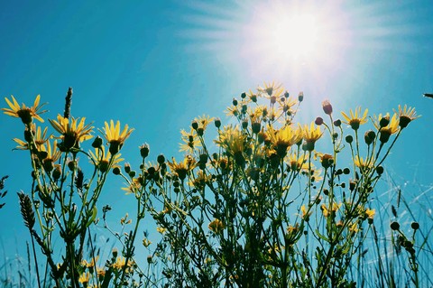 sun flowers