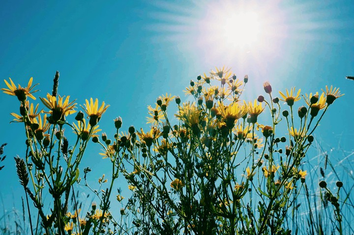 sun flowers