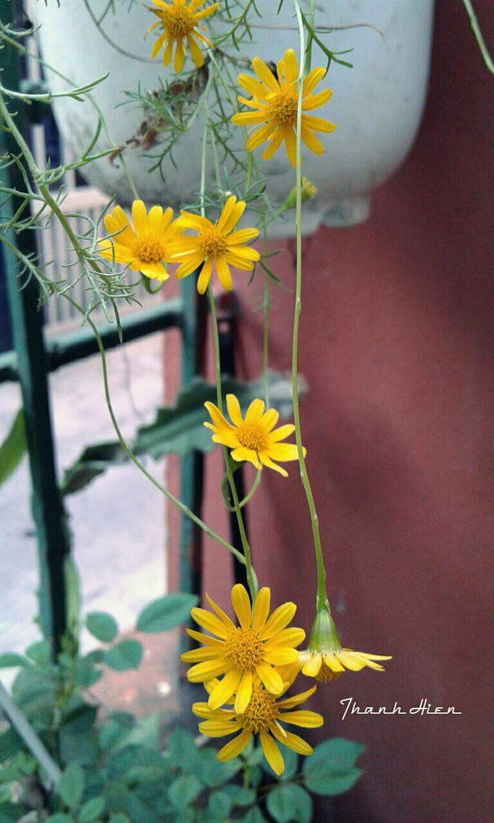 Little sun flower