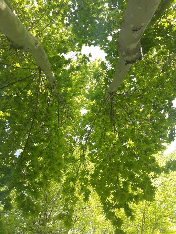 tree