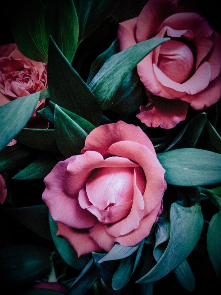 rose