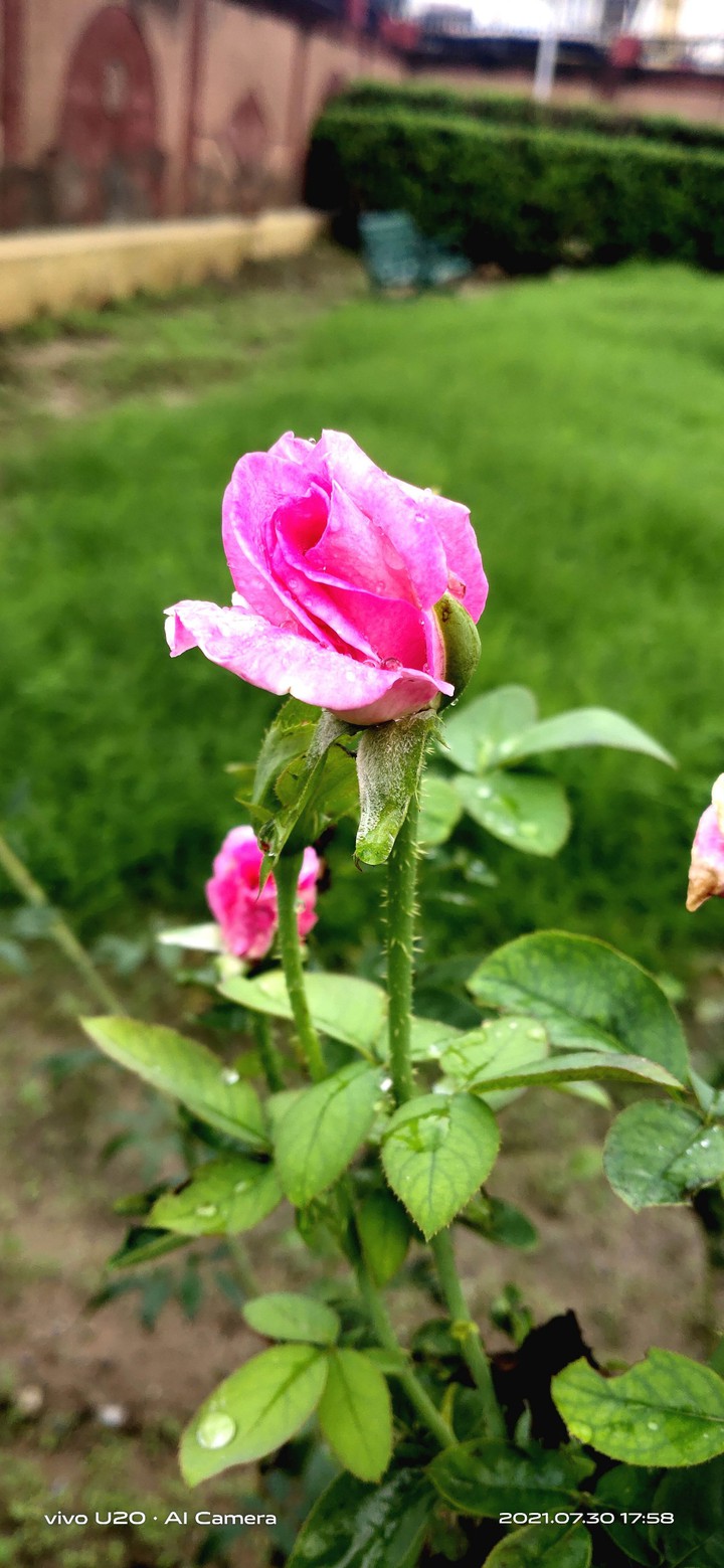Rose