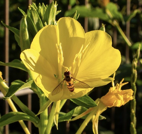 Pollen, pollinator duvar kağıtları