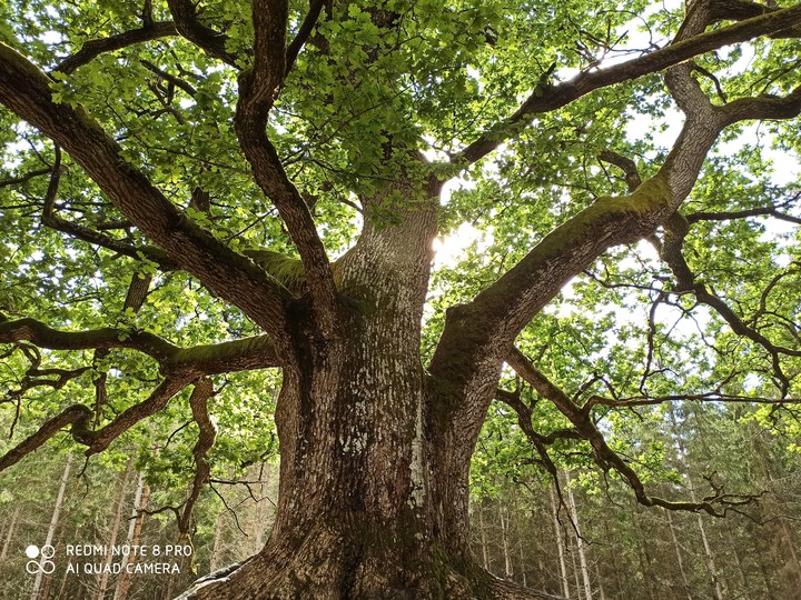 oak tree