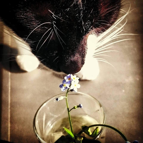 cat likes flower